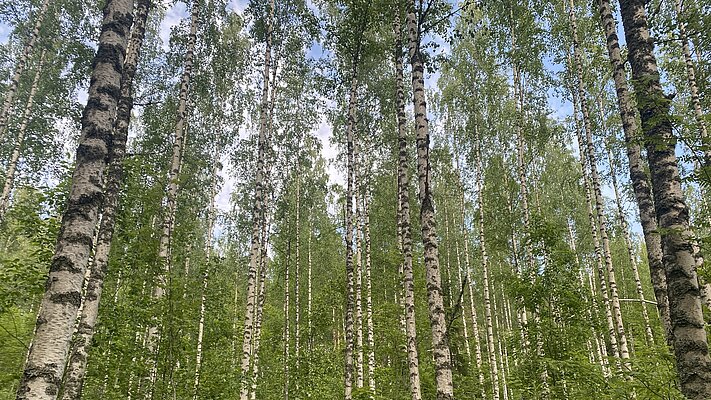 Birkenwald