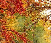 Sonne strahlt duch den rot leuchtenden Herbstwald.