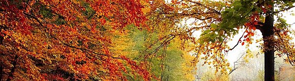 Sonne strahlt duch den rot leuchtenden Herbstwald.