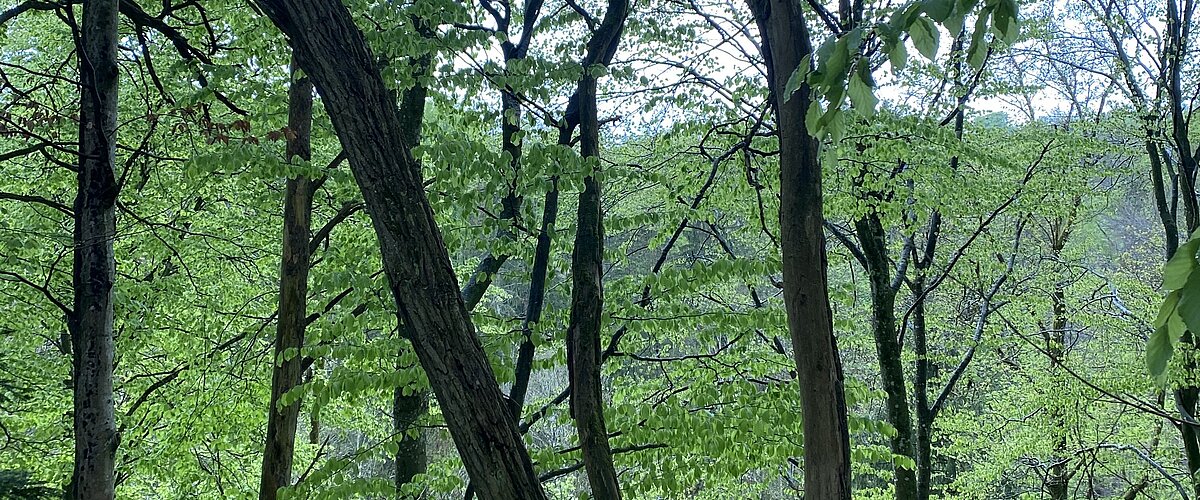 grüner Wald mit dunklen Baumstämmen