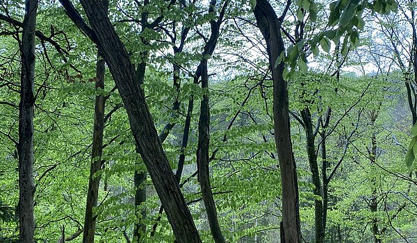 grüner Wald mit dunklen Baumstämmen